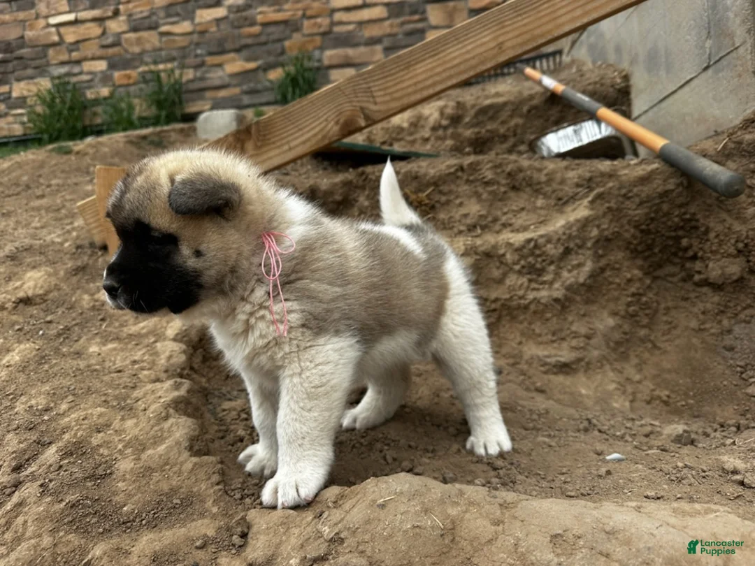 Akita dogs for sale: Rosie – Female - Ad 2