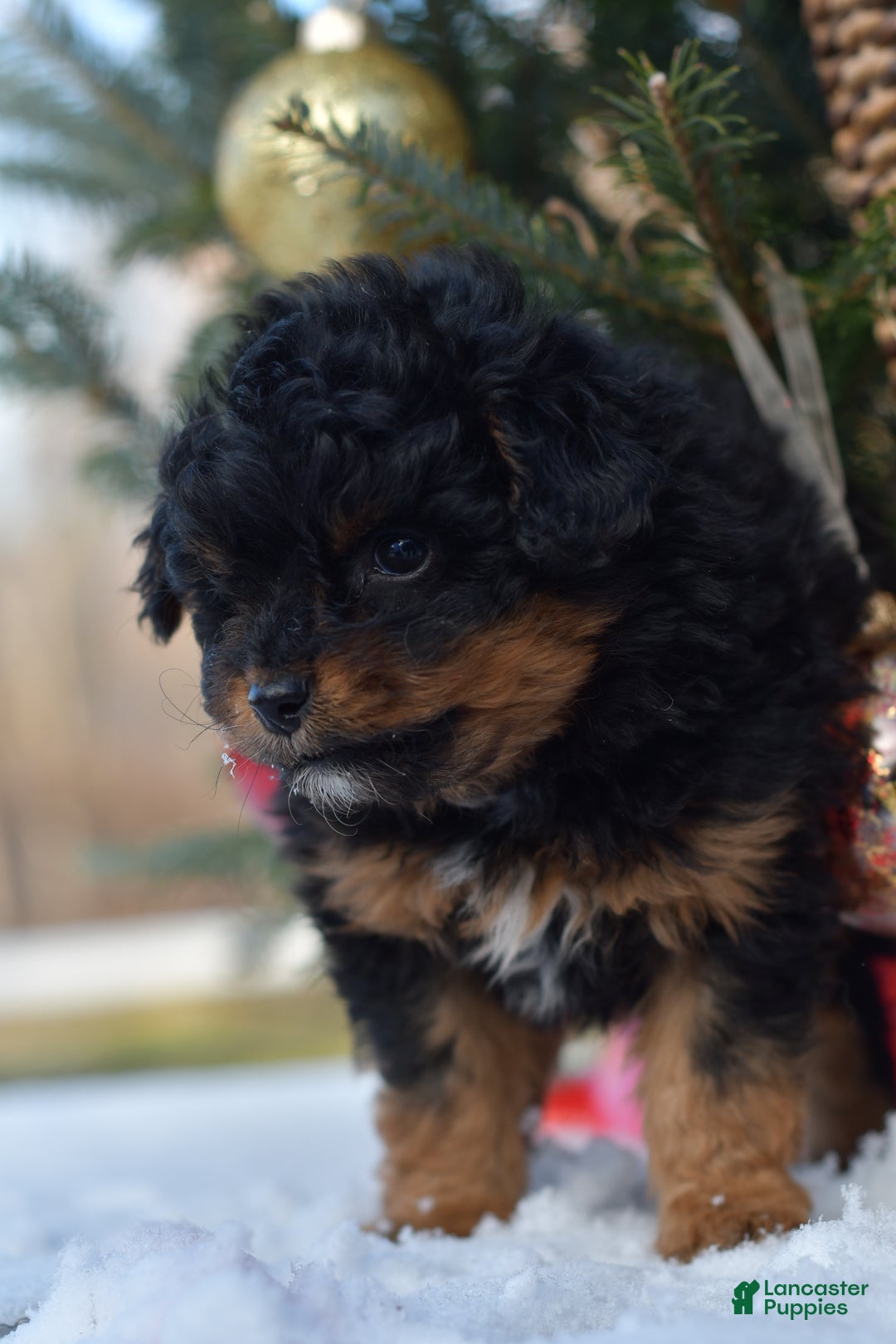 Mini Aussiedoodle dogs for sale: Grizzly - Ad 24