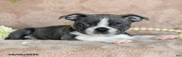 Boston Terrier dogs for sale: Rocky - Ad 3