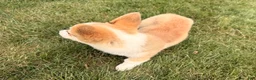 Welsh Corgi Pembroke dogs for sale: DEXER - Ad 15