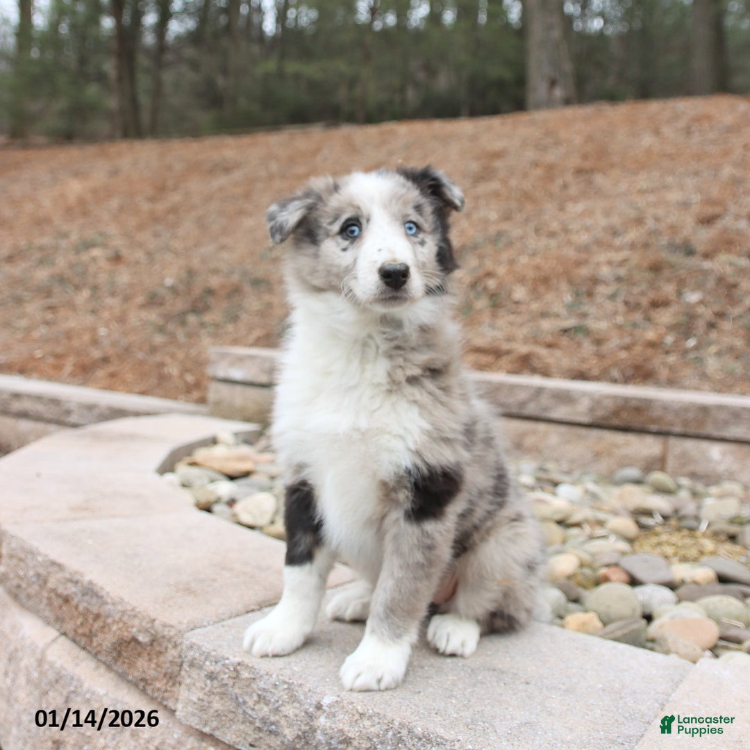 Mixed Breed dogs for sale: Beauty - Ad 3