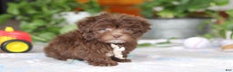 Havanese dogs for sale: Ethan - Ad 5