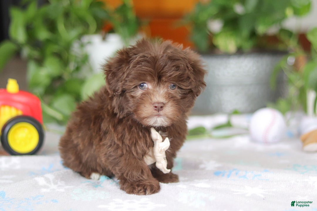 Havanese dogs for sale: Ethan - Ad 5