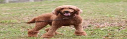 Goldendoodle dogs for sale: Milo F1b - Ad 10