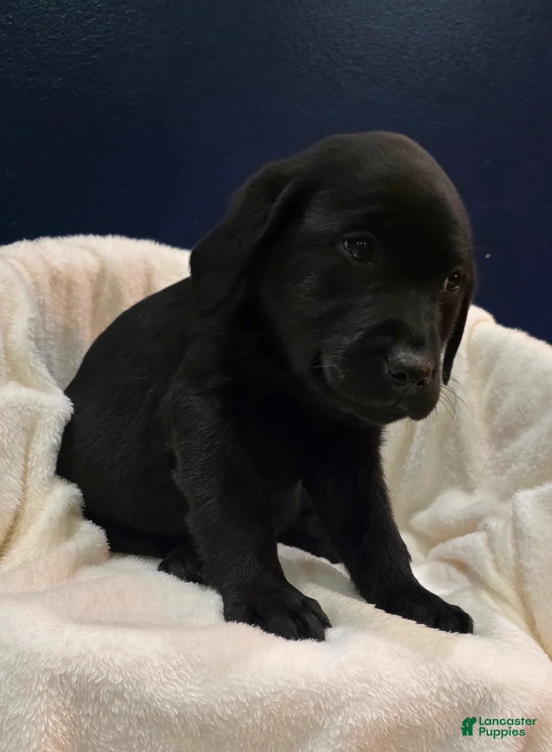 Labrador Retriever dogs for sale: Buddy - Ad 2