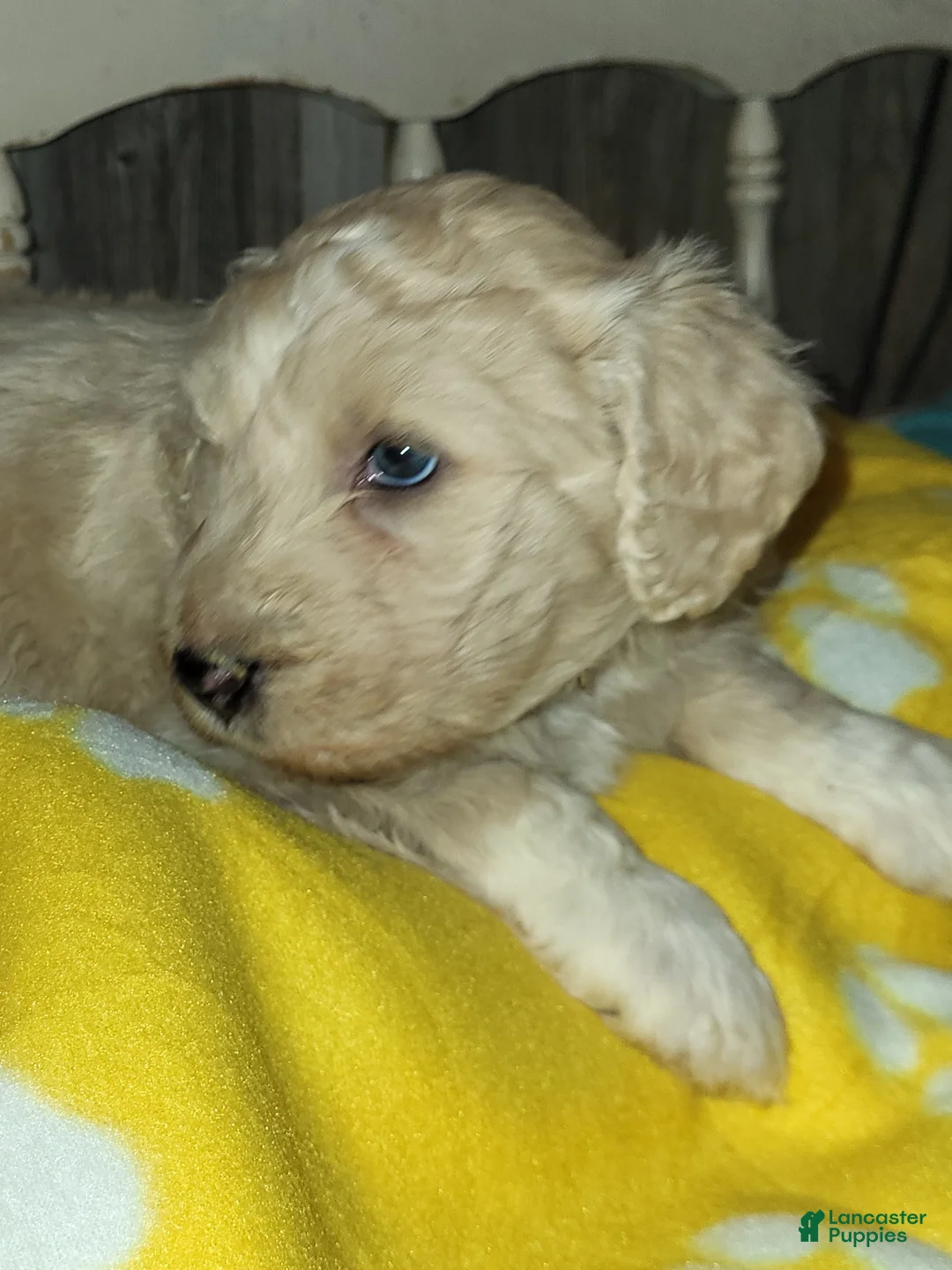 Aussiedoodle dogs for sale: Aussiedoodle Puppy 4 - Ad 2