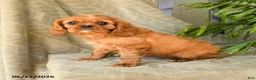 Cavalier King Charles Spaniel dogs for sale: Amelia - Ad 2