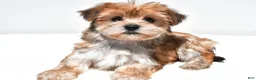 Morkie dogs for sale: Millie - Ad 4