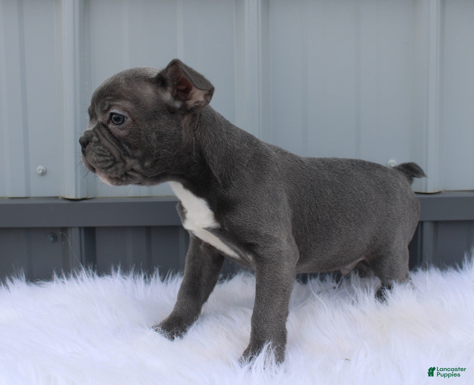 Mixed Breed dogs Beau - Ad 2