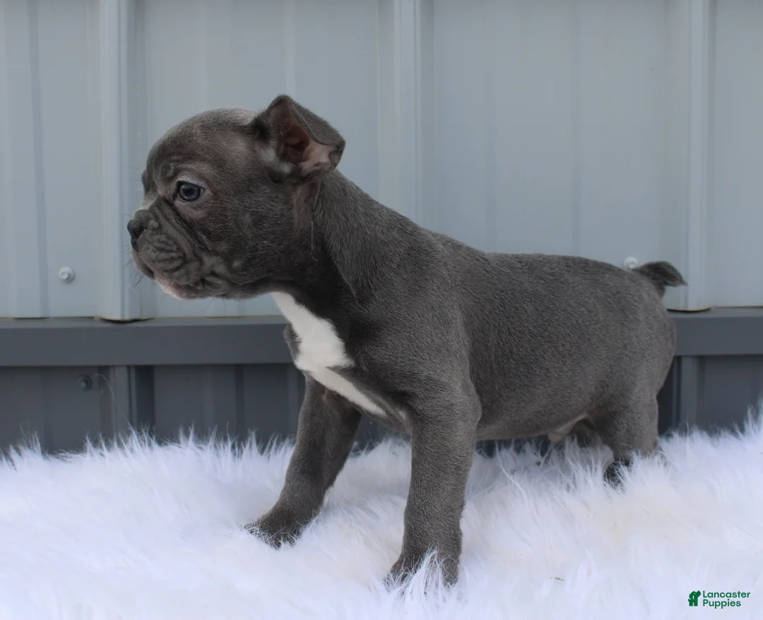 Mixed Breed dogs for sale: Beau - Ad 2