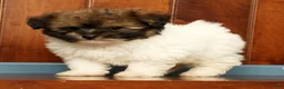 Pomapoo dogs for sale: Gibson - Ad 8