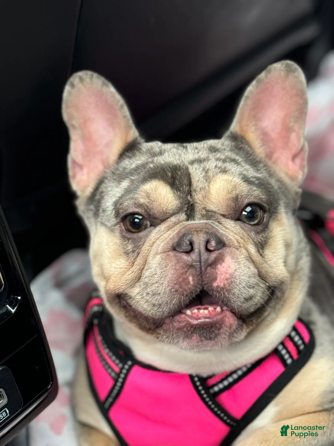 French Bulldog dogs for sale: Kylo - Ad 4
