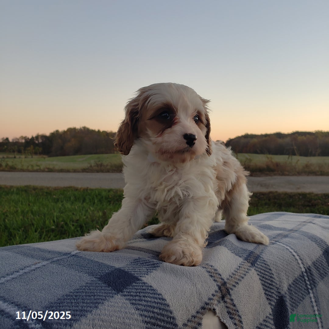 Cavapoo dogs for sale: Bailey - Ad 5