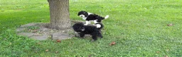 Cavapoo dogs for sale: Cavapoo 1 - Ad 5