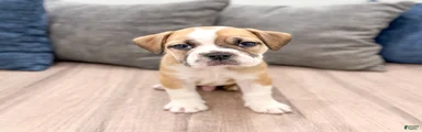 Duke