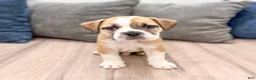 Beabull dogs for sale: Duke - Ad 1