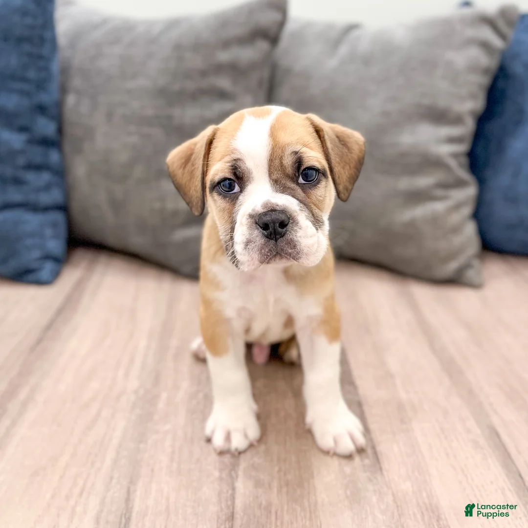 Beabull dogs for sale: Duke - Ad 1