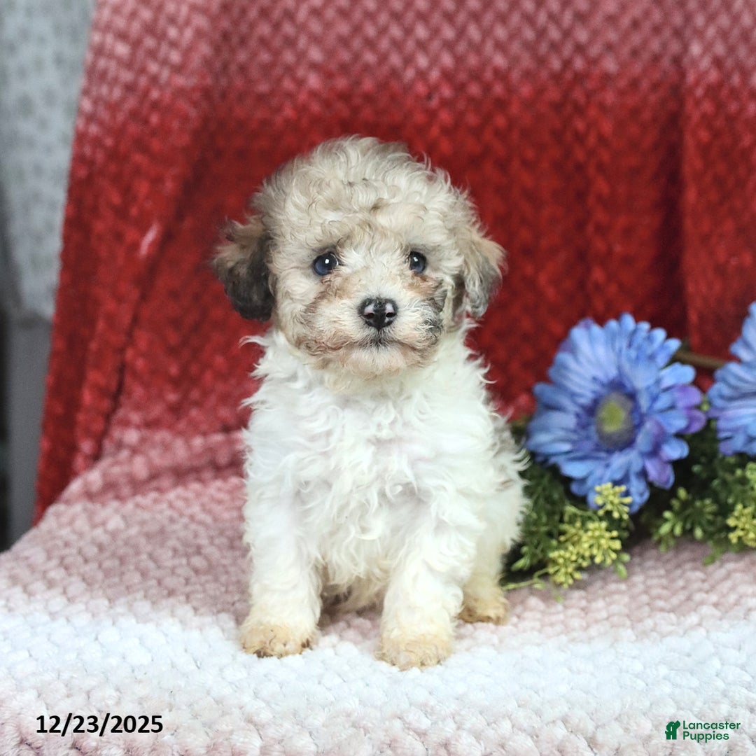 Miniature Poodle dogs for sale: Marty - Ad 3