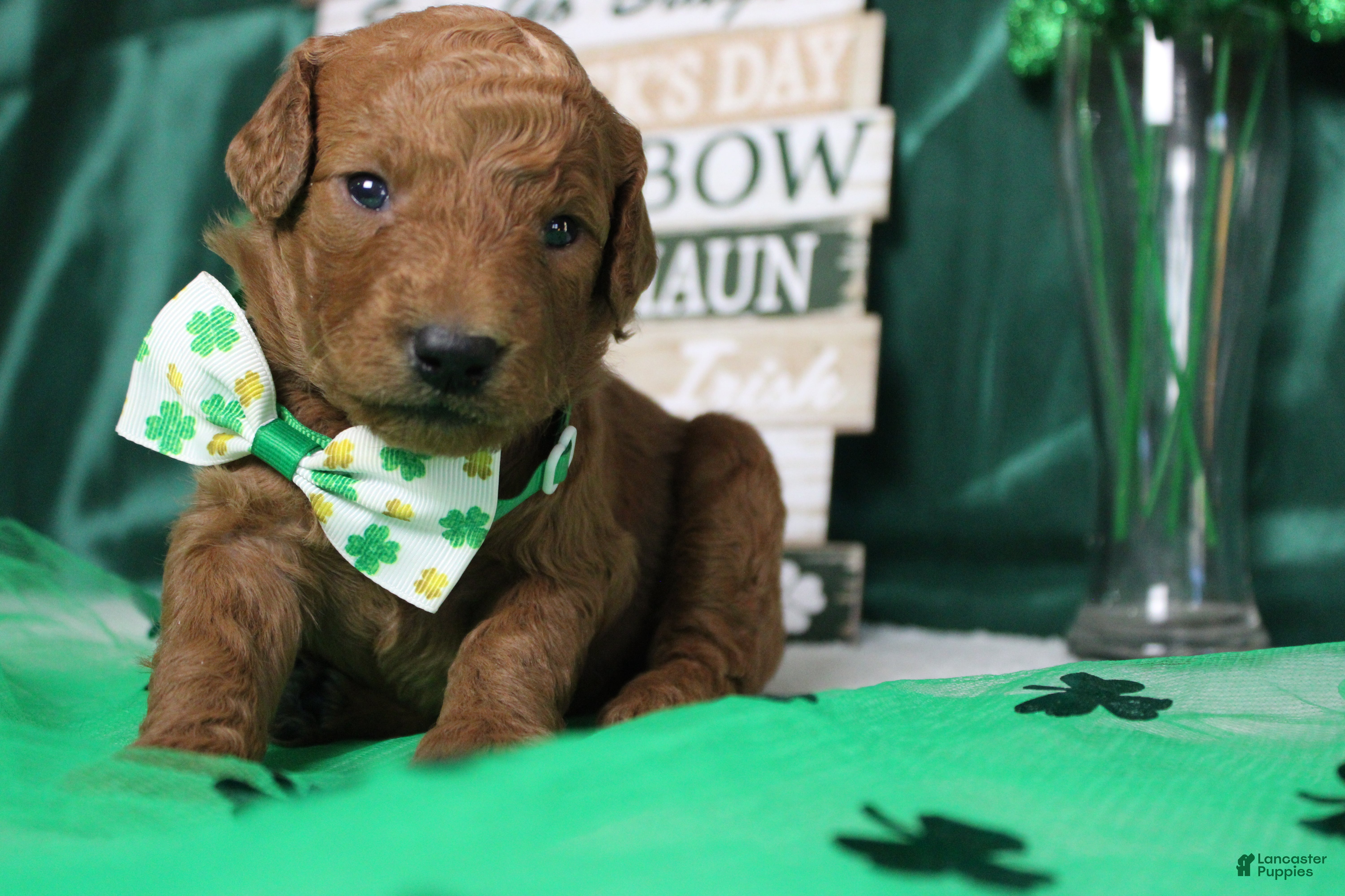 Goldendoodle dogs RC  - Ad 27