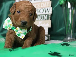 Goldendoodle dogs RC - Ad 27