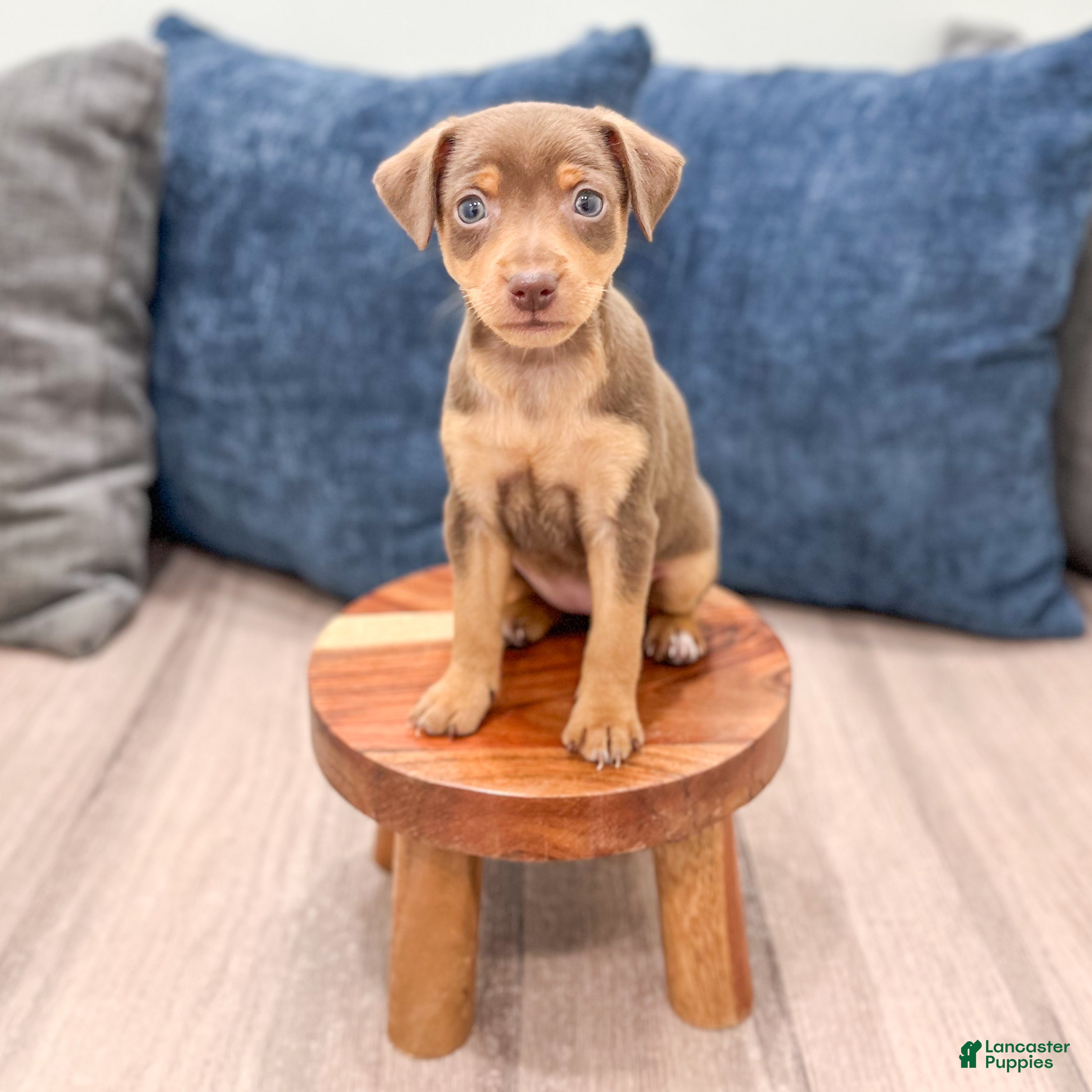 Miniature Pinscher dogs Sophie - Ad 2