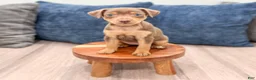 Miniature Pinscher dogs for sale: Sophie - Ad 2