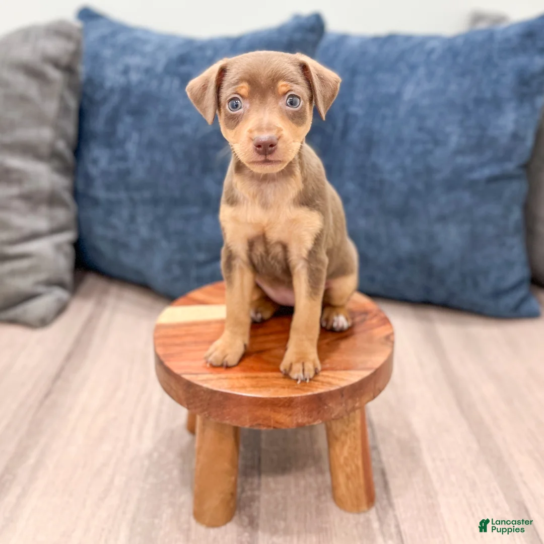 Miniature Pinscher dogs for sale: Sophie - Ad 2