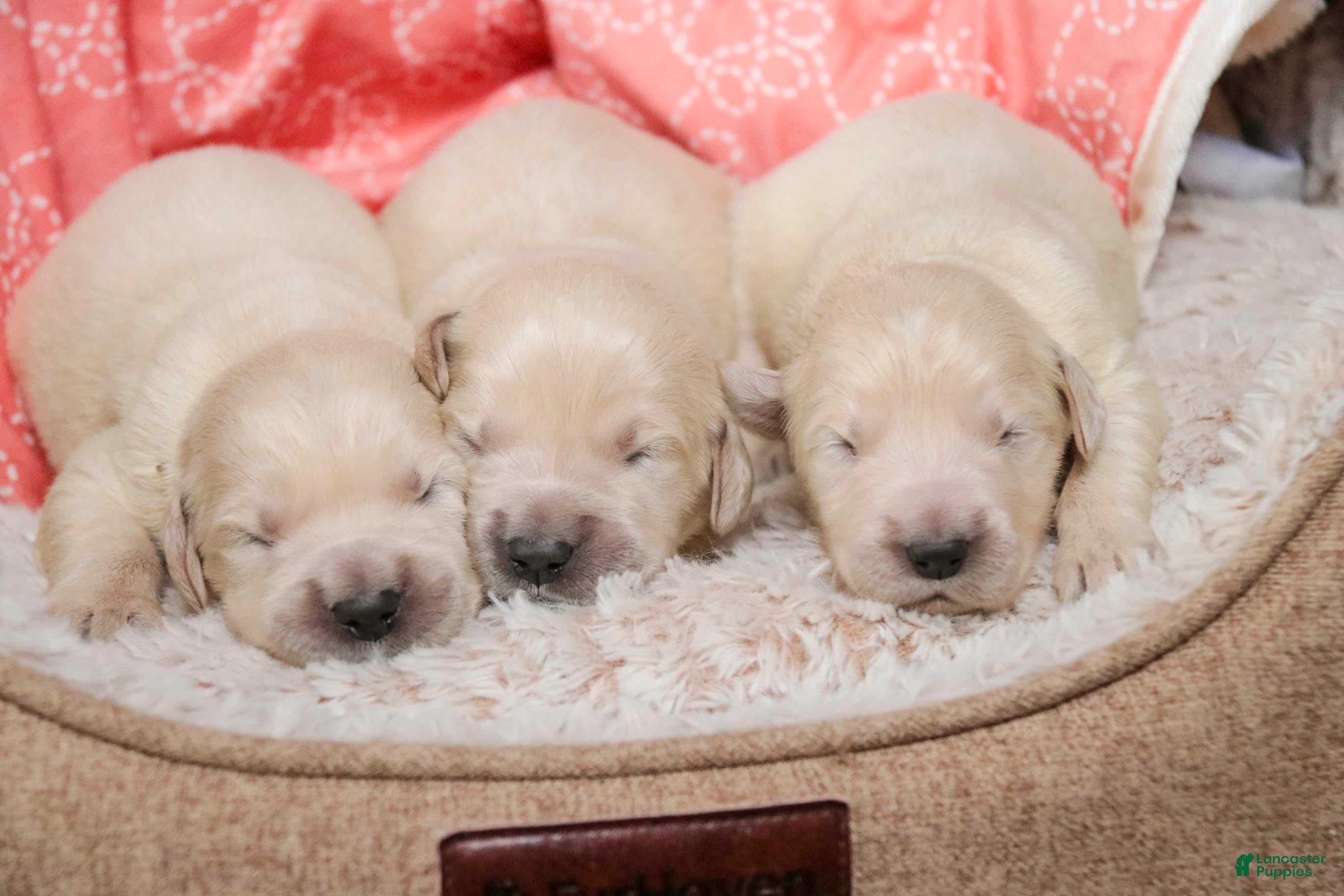 Golden Retriever dogs Female 7 - Ad 15