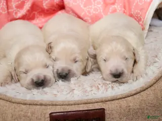 Golden Retriever dogs Female 7 - Ad 15