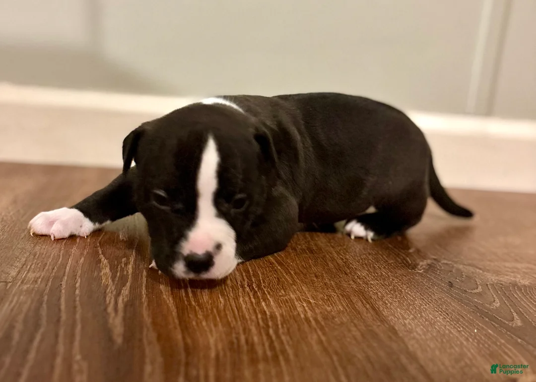 American Bully dogs for sale: Drake - Ad 2
