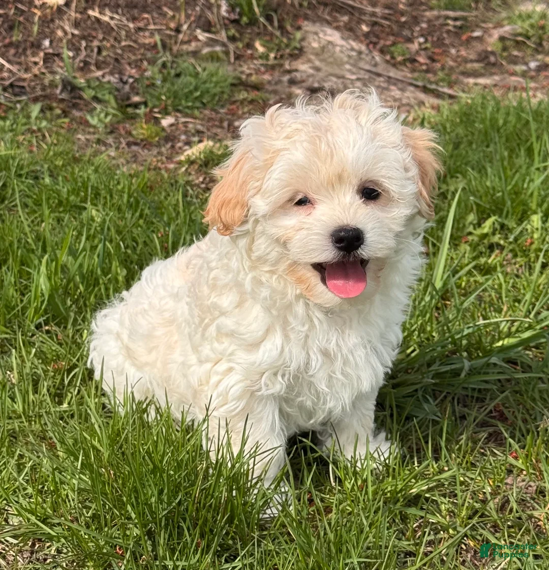 Havanese dogs for sale: Harlow - Ad 1