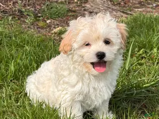 Havanese dogs Harlow - Ad 20