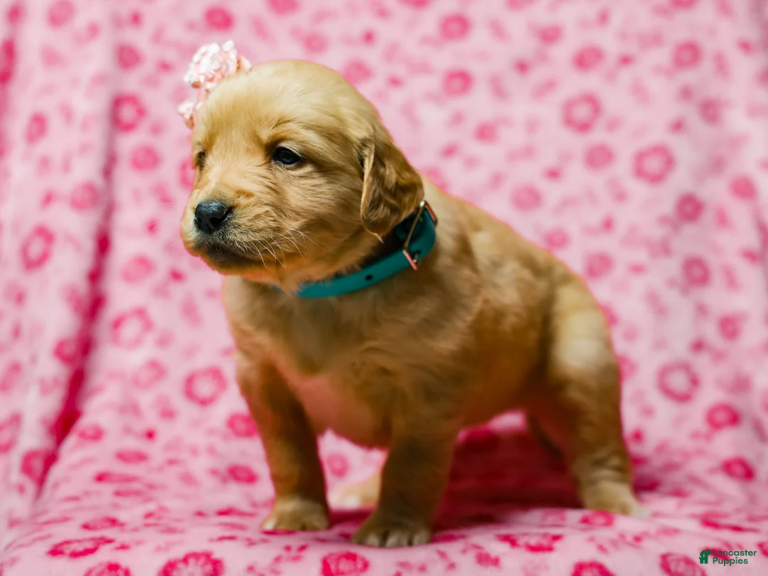 Golden Retriever dogs for sale: Denise AKC Golden Retriever Pup - Ad 3