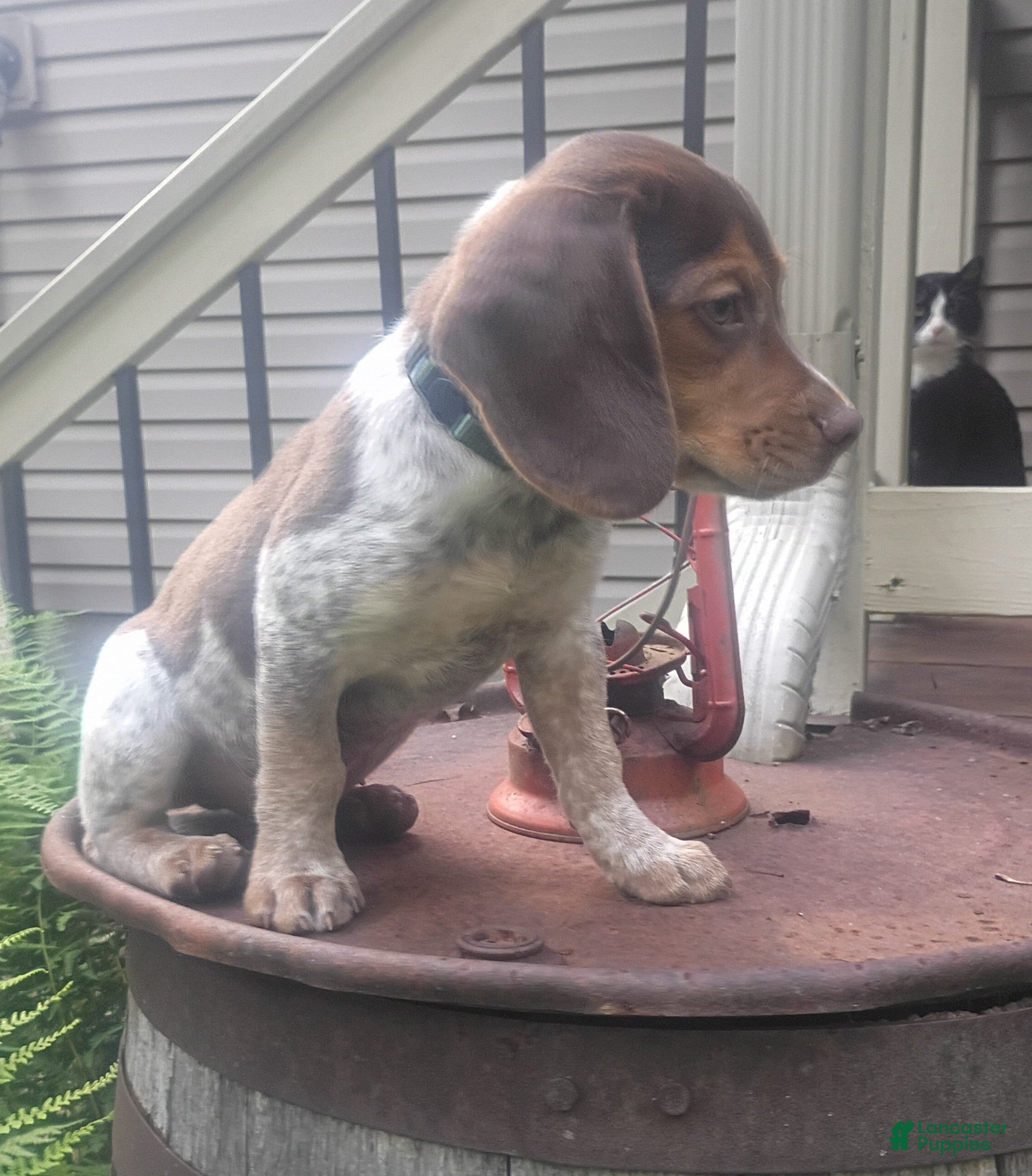 Beagle dogs JarJar Binx - Ad 2