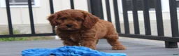 Cavapoo dogs for sale: Major  - Ad 3
