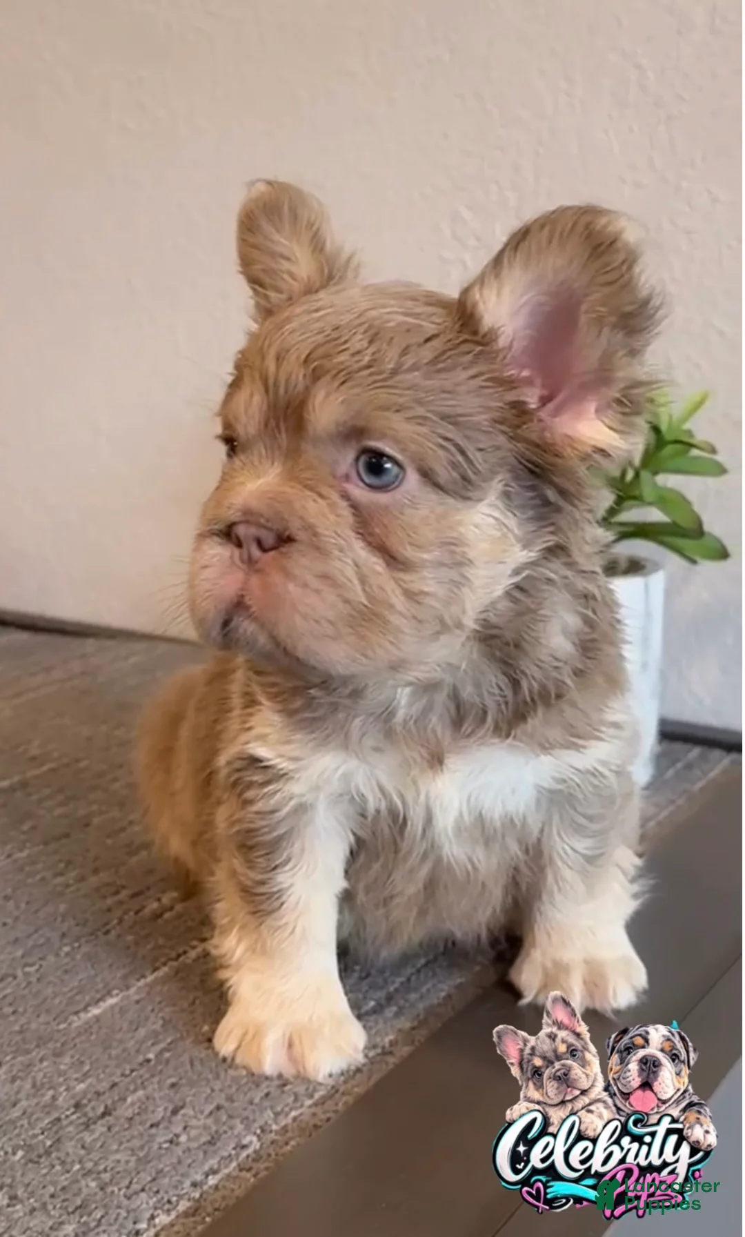 French Bulldog dogs for sale: FENDI - Isabella Tan Fluffy in Cali, USA Delivery & Financing Options! - Ad 2