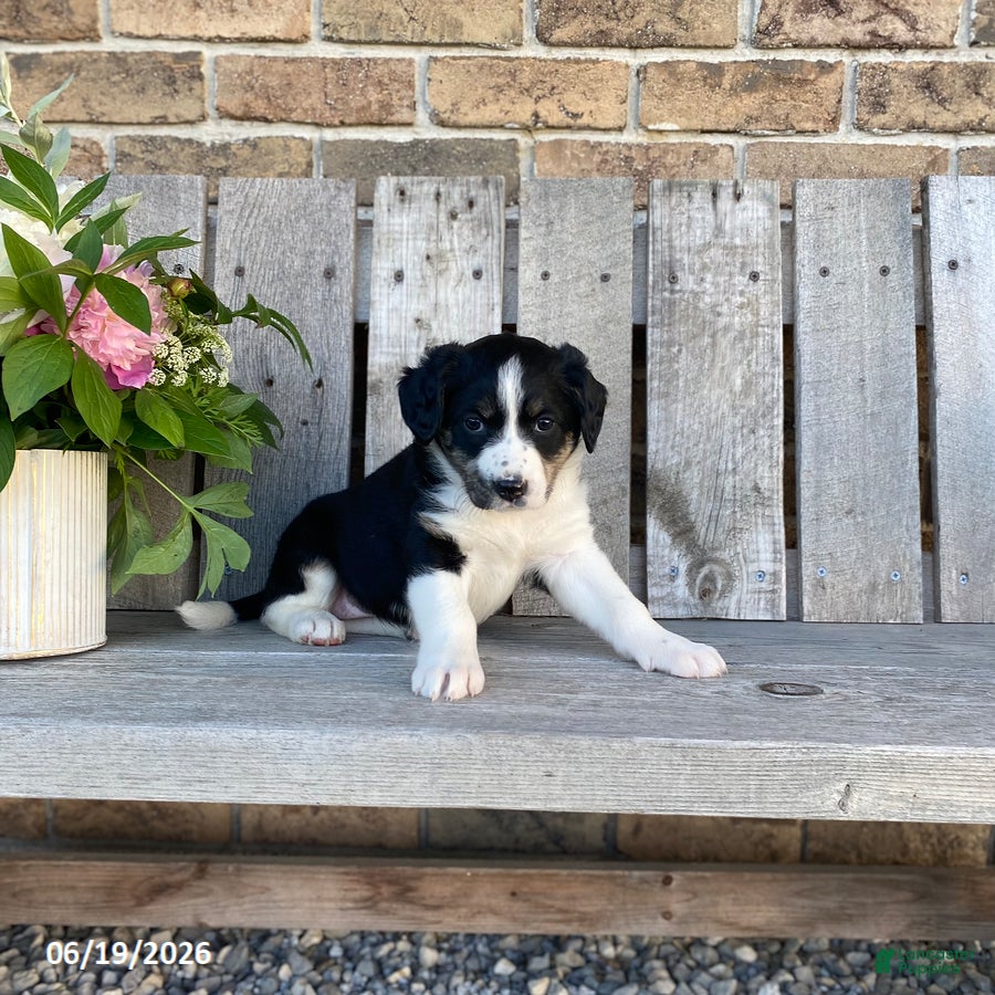 Mixed Breed dogs for sale: Bella - Ad 2