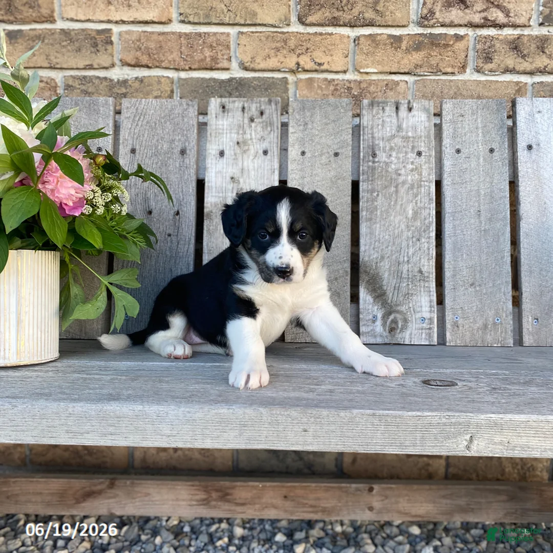 Mixed Breed dogs for sale: Bella - Ad 1