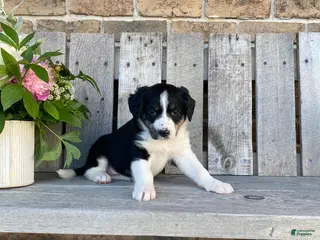 Mixed Breed dogs for sale: Bella - Ad 2