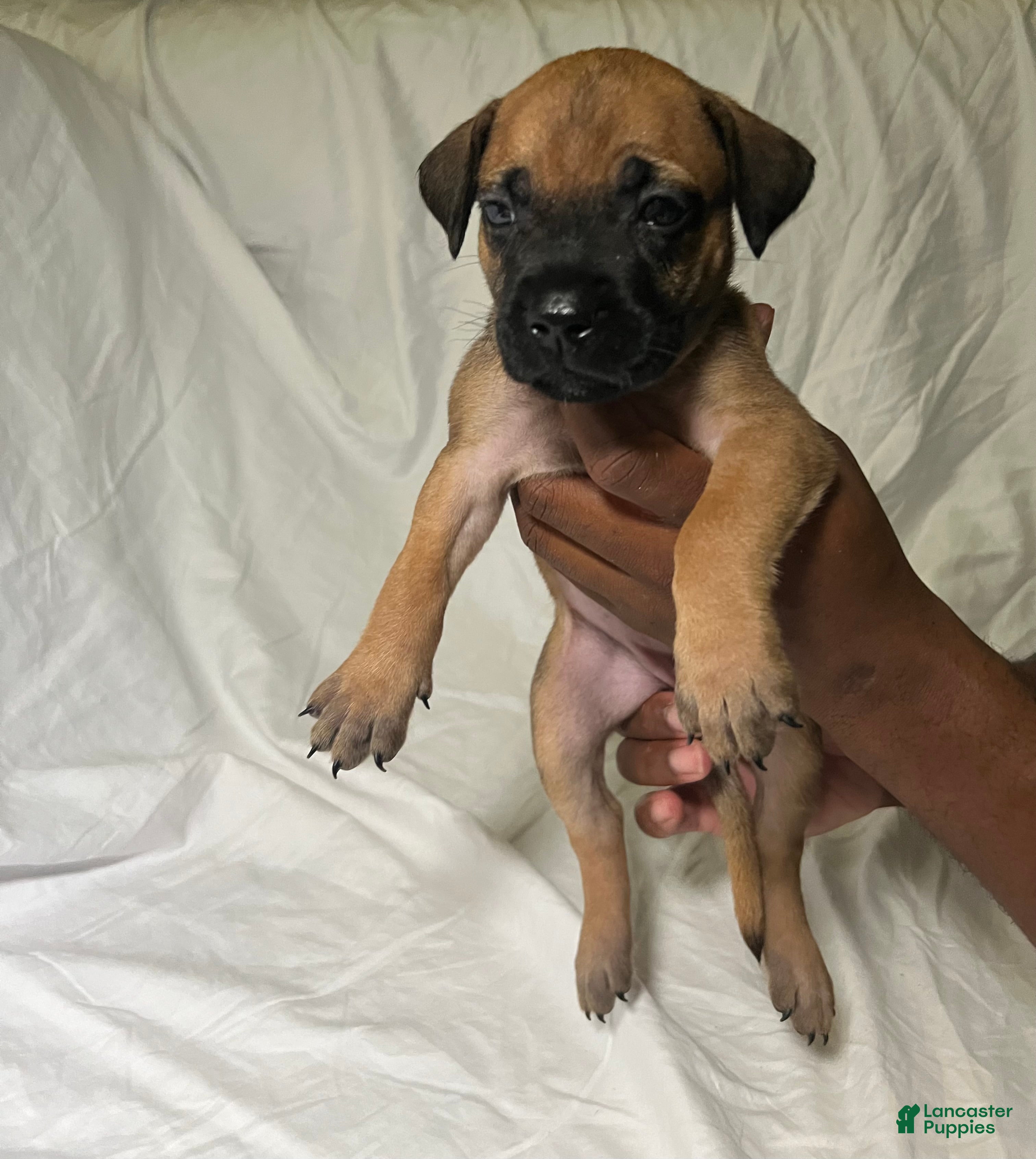 Presa Canario dogs Presa Canario 8 - Ad 9