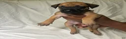 Presa Canario dogs for sale: Presa Canario 8 - Ad 1