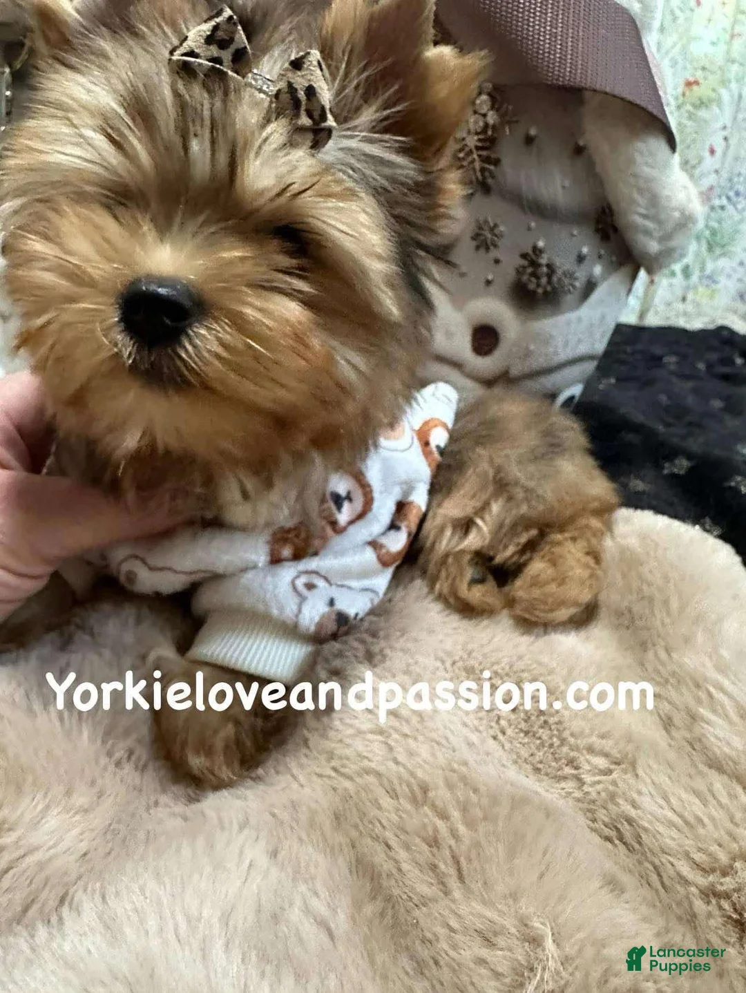 Yorkshire Terrier dogs for sale: Yorkshire Terrier Puppy 1 - Ad 8