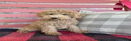 Mixed Breed dogs for sale: Myles - Ad 3