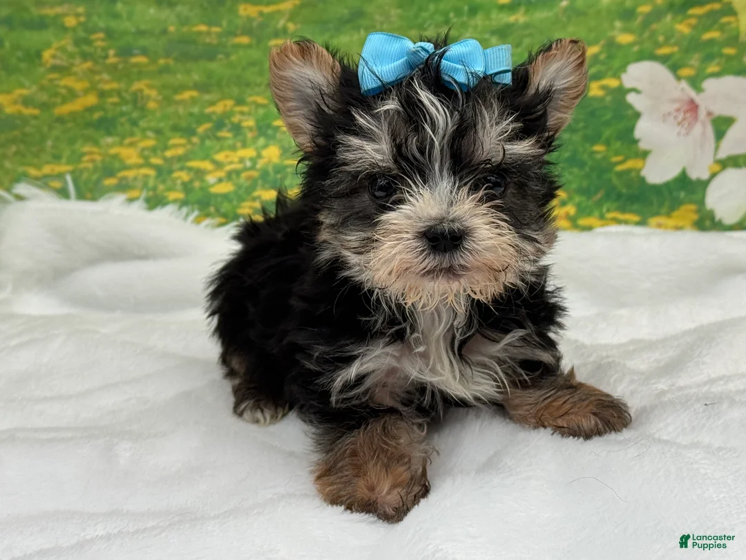 Morkie dogs for sale: Karl - Ad 1
