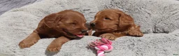 Mini Goldendoodle dogs for sale: Muffin 🌷GenClearParents - Ad 7