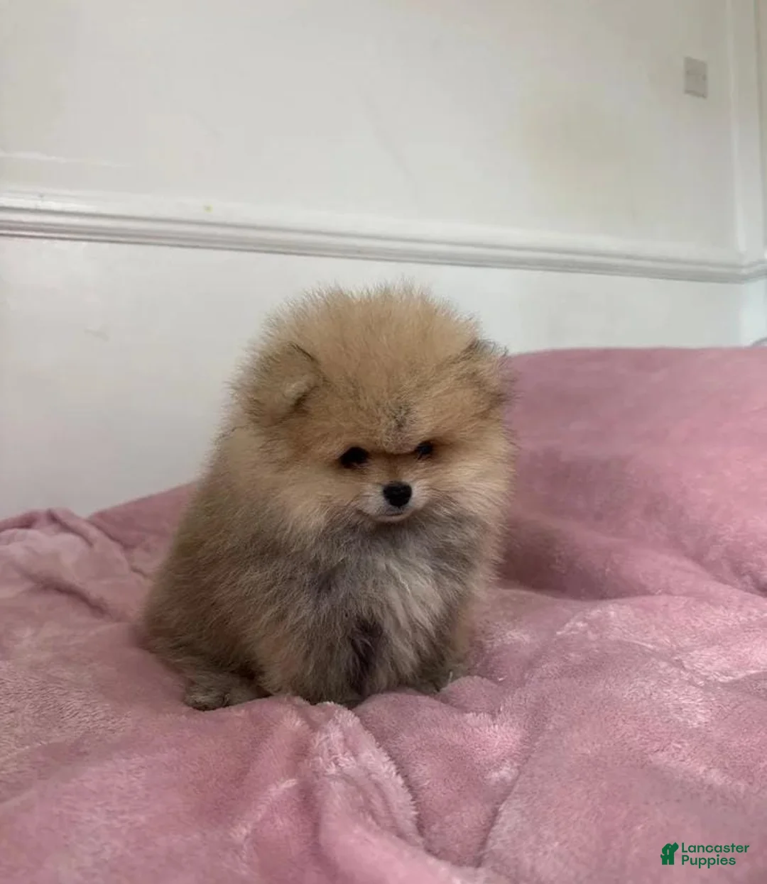Pomeranian dogs for sale: Maya - Ad 26