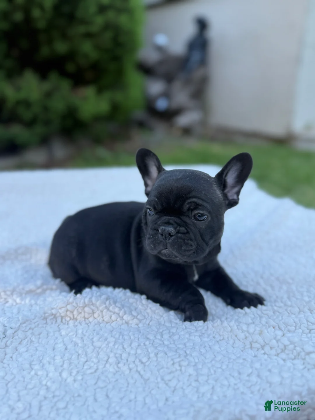 French Bulldog dogs for sale: French Bulldog Puppy 4 - Ad 8