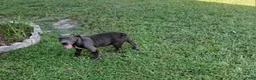 American Bully dogs for sale: American Bully 2 - Ad 5