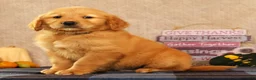 Golden Retriever dogs for sale: Justin - Ad 1