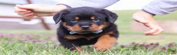 Rottweiler dogs for sale: Roscoe - Ad 5